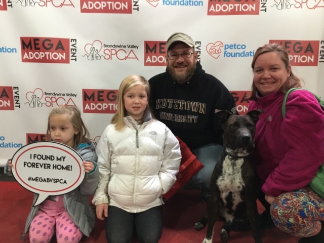Pet Adoption Jacksonville Philadelphia