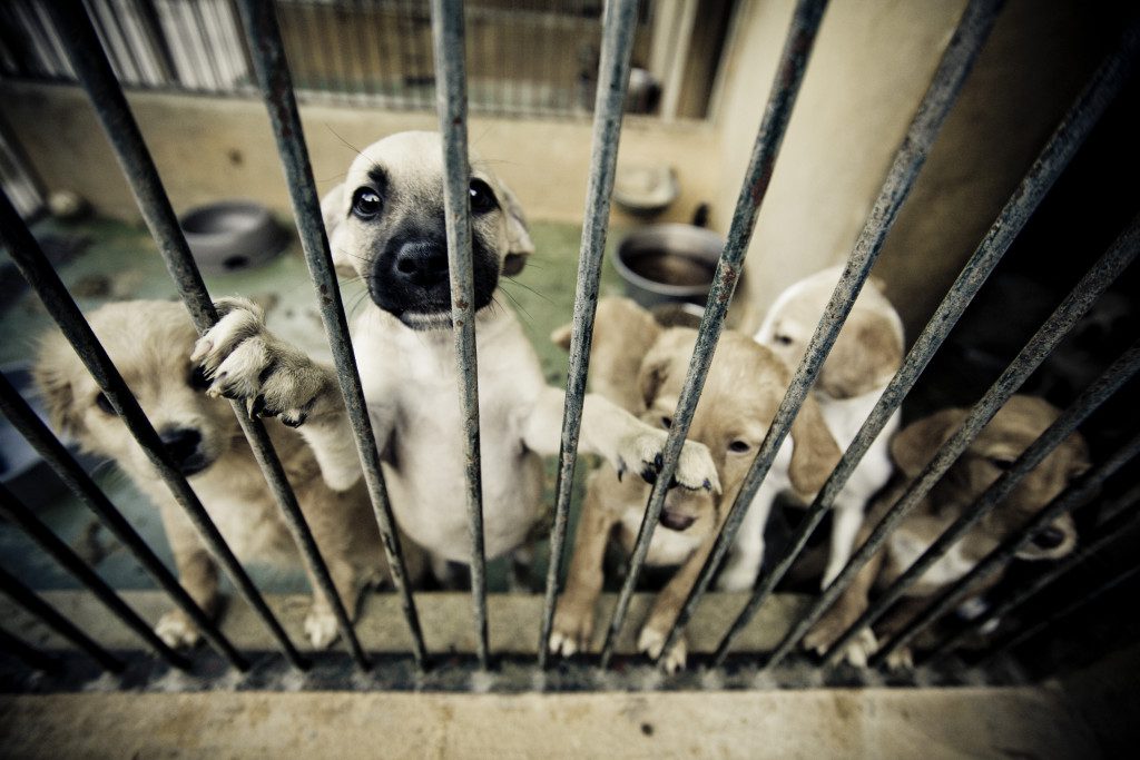 A group of puppies in their cage at the caged area.