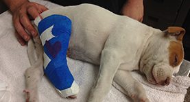 A white dog with blue bandages on its leg.