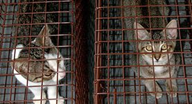 Two cats in a cage looking at each other.