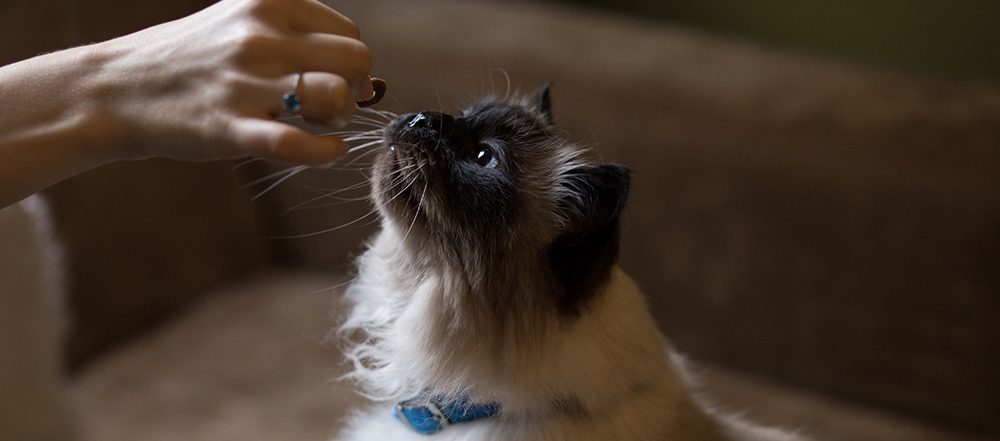 A cat is being fed by someone.