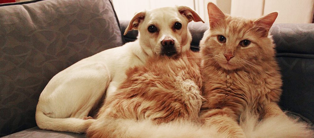 A dog and cat laying on the couch together.