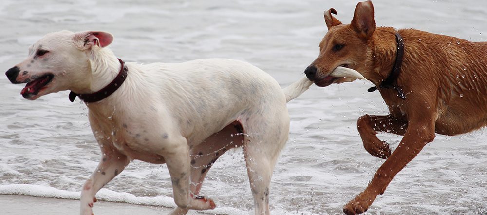 A dog is playing with its owner on the beach.